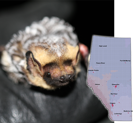 batprofiles - Alberta Community Bat Program batprofiles - Alberta Community Bat Program