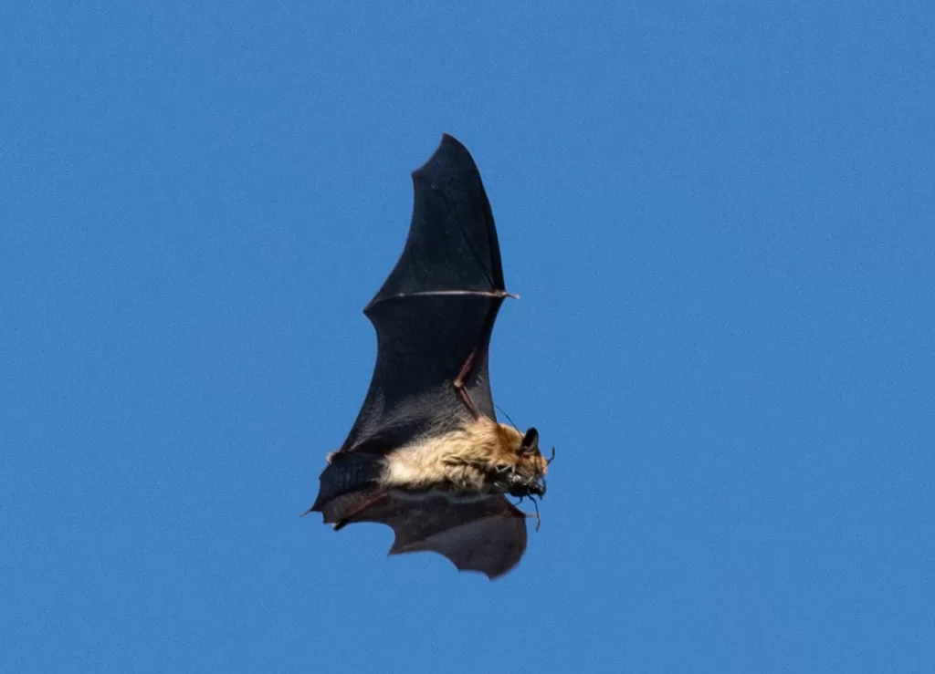A photo of a Big Brown Bat flying while eating a Sawyer Beetle.