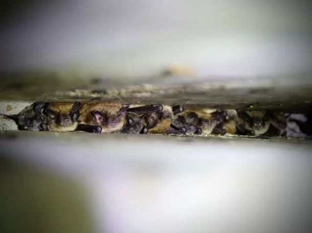 Photo of bats huddling together in the crevice of a bridge.