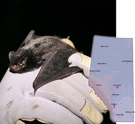 batprofiles - Alberta Community Bat Program