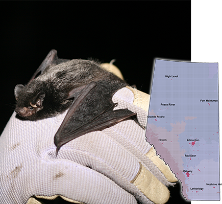 batprofiles - Alberta Community Bat Program batprofiles - Alberta Community Bat Program