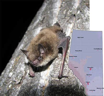 batprofiles - Alberta Community Bat Program batprofiles - Alberta Community Bat Program